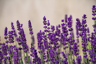 The Timeless Importance of Lavender Candles