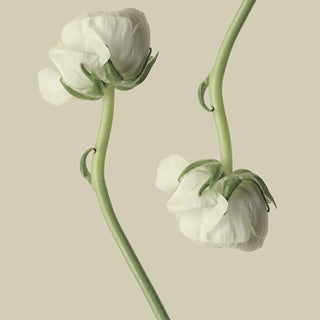 Floral - MAISON ANTONIUS