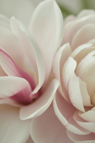 Scent of the Week - Maison Antonius Paris