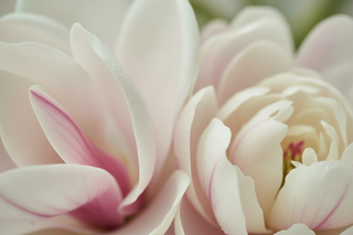 Magnolia and Peonies Macro Botanical - Dry
